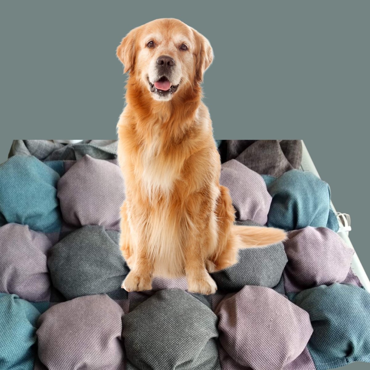 Cat dog bed, animal house, pet furniture, gift for pet mom lover, hammock pillow, XL, large small kitten nest